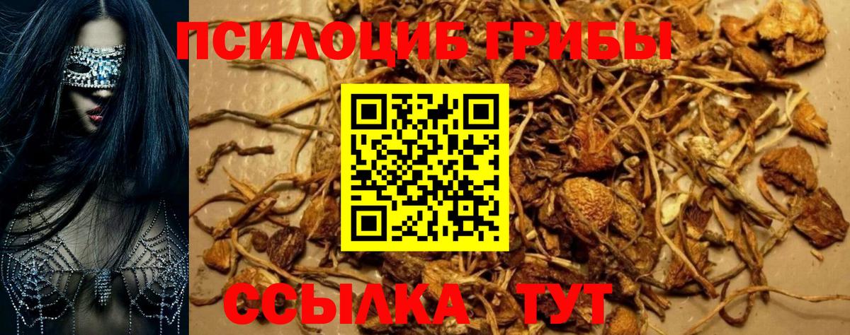 Галлюциногенные грибы Psilocybe  Когалым  Псилоцибиновые грибы Magic Shrooms 